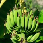 barra bananas-21686_1920